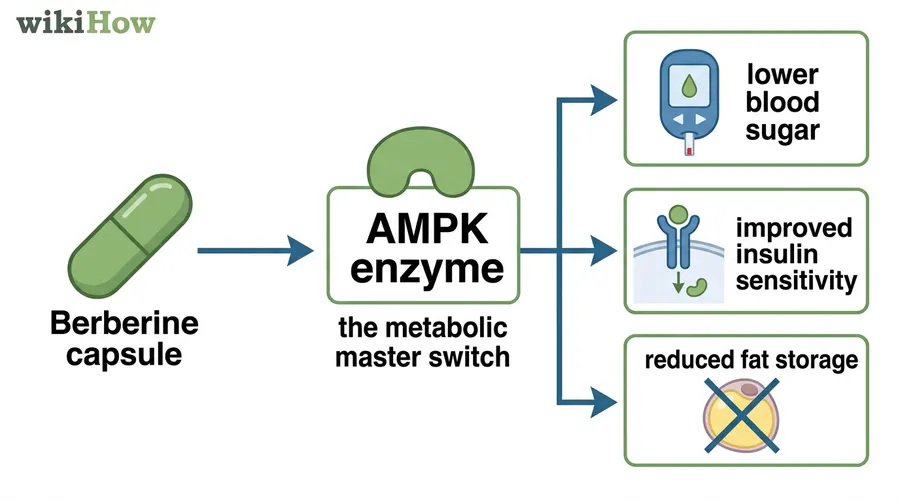 How berberine activates AMPK enzyme — the metabolic master switch that lowers blood sugar, improves insulin sensitivity, reduces fat storage