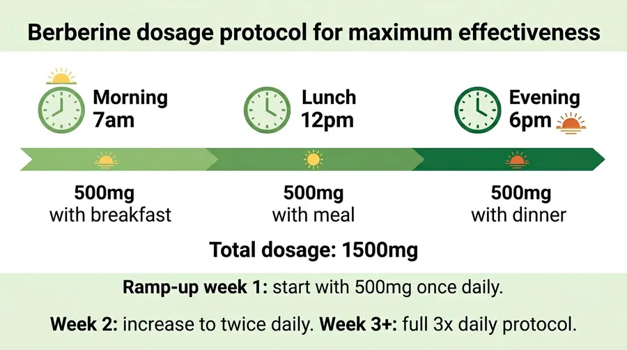 Berberine dosage protocol for maximum effectiveness — 500mg 3 times daily with meals, ramp-up schedule from 500mg once daily in week 1 to 1500mg by week 3